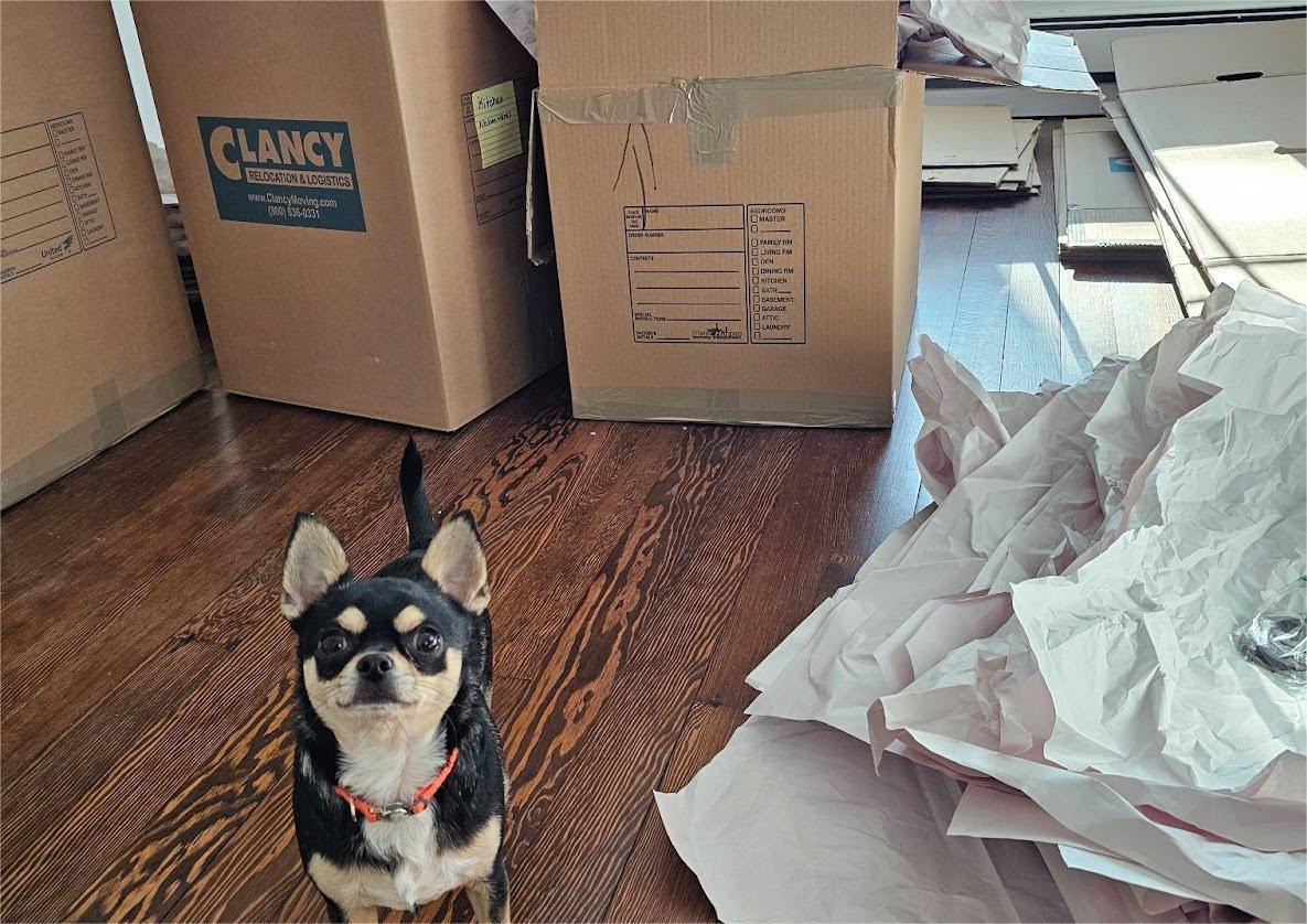 Moving with your dog