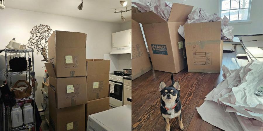 Packing moving boxes and a chihuahua